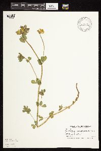 Lotus corniculatus image