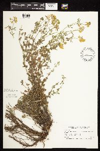 Lotus corniculatus image