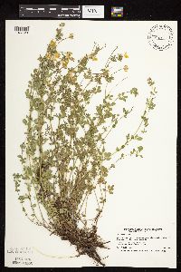 Lotus corniculatus image