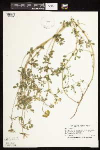 Lotus corniculatus image