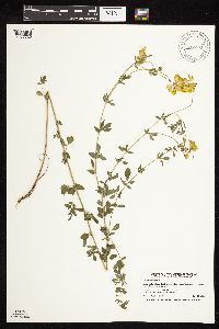 Lotus corniculatus image