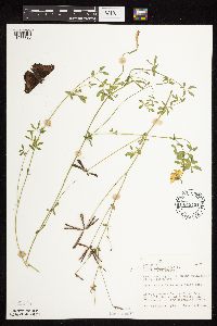 Lotus corniculatus image