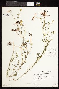 Lotus corniculatus image