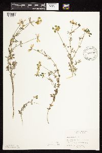 Lotus corniculatus image