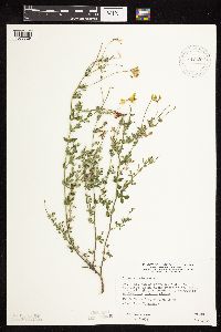 Lotus corniculatus image