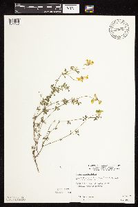 Lotus corniculatus image