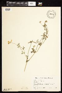 Lotus corniculatus image