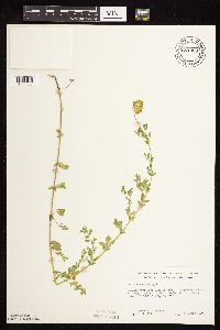 Lotus corniculatus image