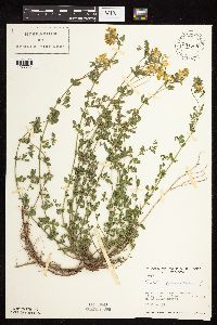 Lotus corniculatus image