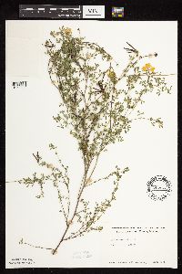 Lotus corniculatus image