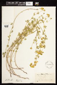 Lotus corniculatus image