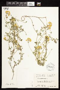 Lotus corniculatus image