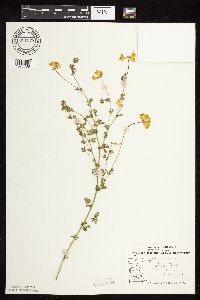 Lotus corniculatus image