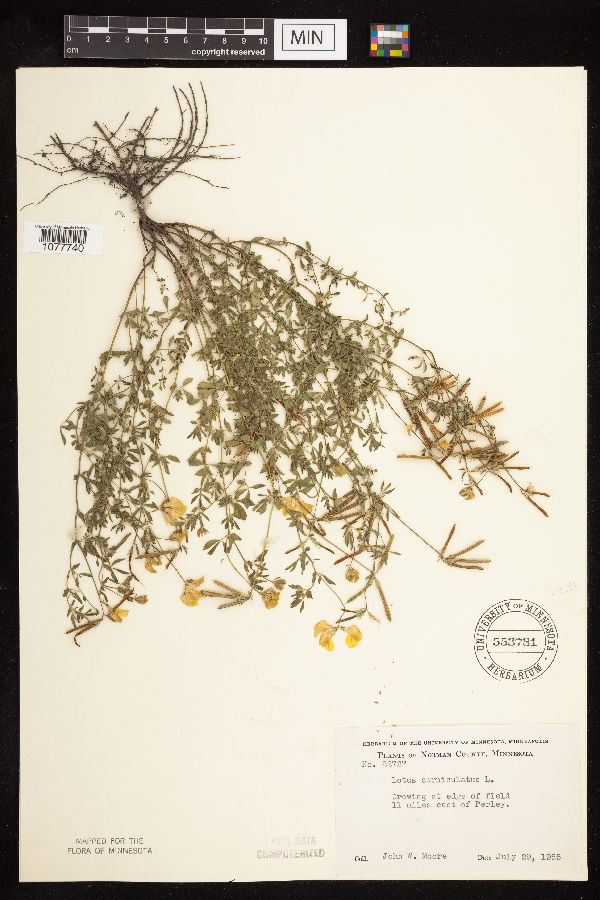 Lotus corniculatus image