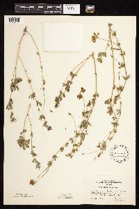 Lotus corniculatus image