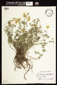 Lotus corniculatus image