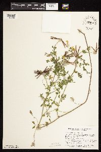 Lotus corniculatus image