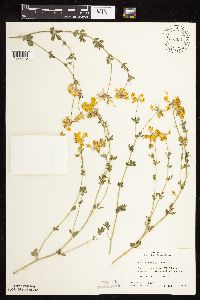 Lotus corniculatus image