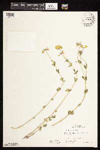 Lotus corniculatus image