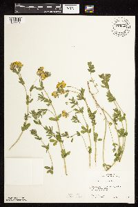 Lotus corniculatus image