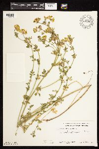 Lotus corniculatus image