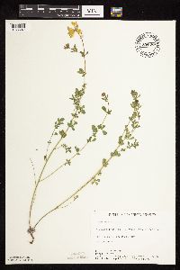 Image of Lotus corniculatus