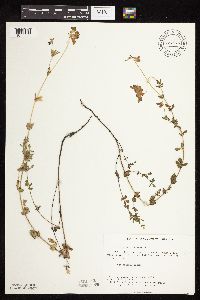 Lotus corniculatus image