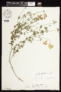 Lotus corniculatus image