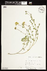 Lotus corniculatus image