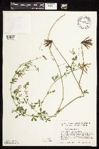 Lotus corniculatus image