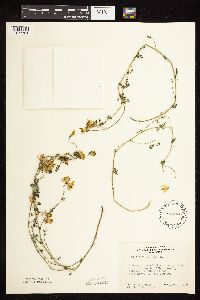 Lotus corniculatus image