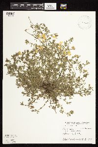 Lotus corniculatus image