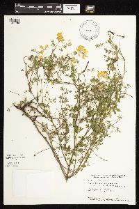 Lotus corniculatus image