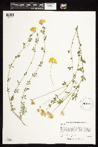 Lotus corniculatus image