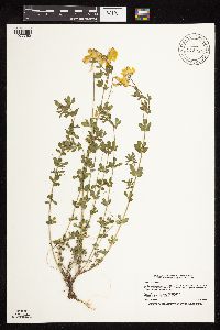 Lotus corniculatus image