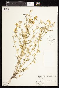 Lotus corniculatus image