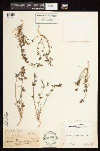 Thumbnail image of current specimen