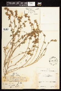Lotus nevadensis image