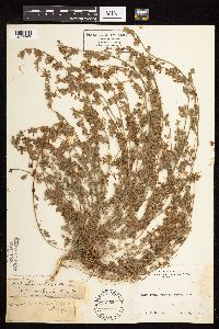 Lotus nevadensis image