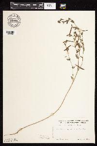 Acmispon americanus var. americanus image