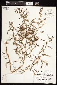 Acmispon americanus var. americanus image