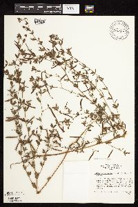 Acmispon americanus var. americanus image