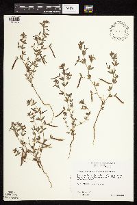 Acmispon americanus var. americanus image