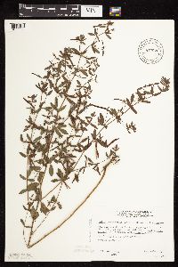 Acmispon americanus var. americanus image