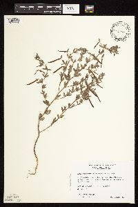 Acmispon americanus var. americanus image