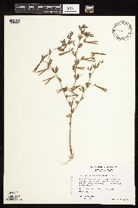 Acmispon americanus var. americanus image
