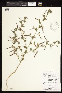 Acmispon americanus var. americanus image