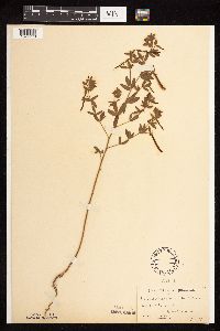 Acmispon americanus var. americanus image