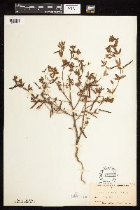 Acmispon americanus var. americanus image