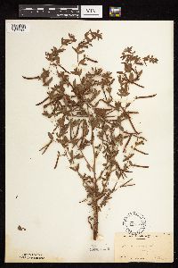 Acmispon americanus var. americanus image